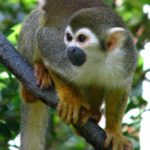 Brazilian squirrel monkey